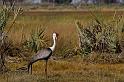 105 Okavango Delta, zeldzame lelkraanvogel